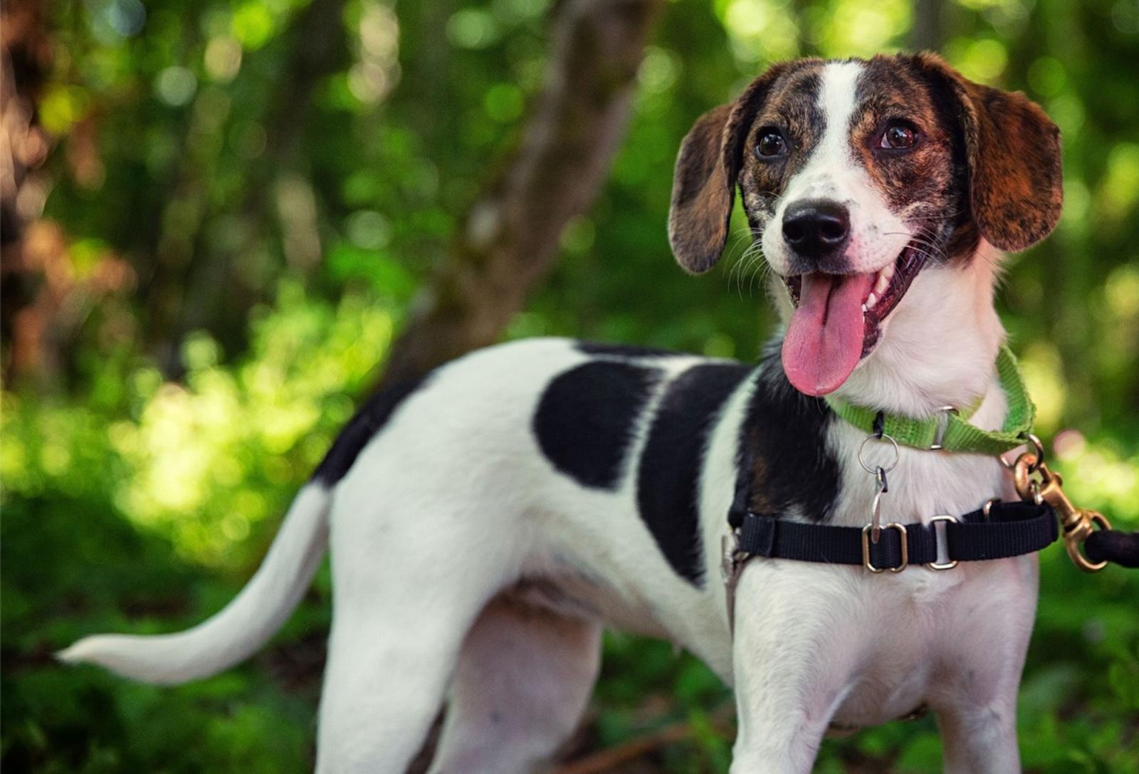 Seattle Humane Supports Pets and Their Owners