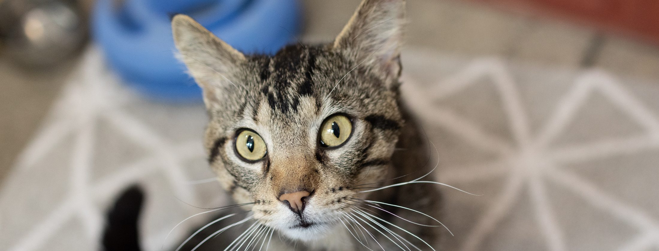 Adoption Center