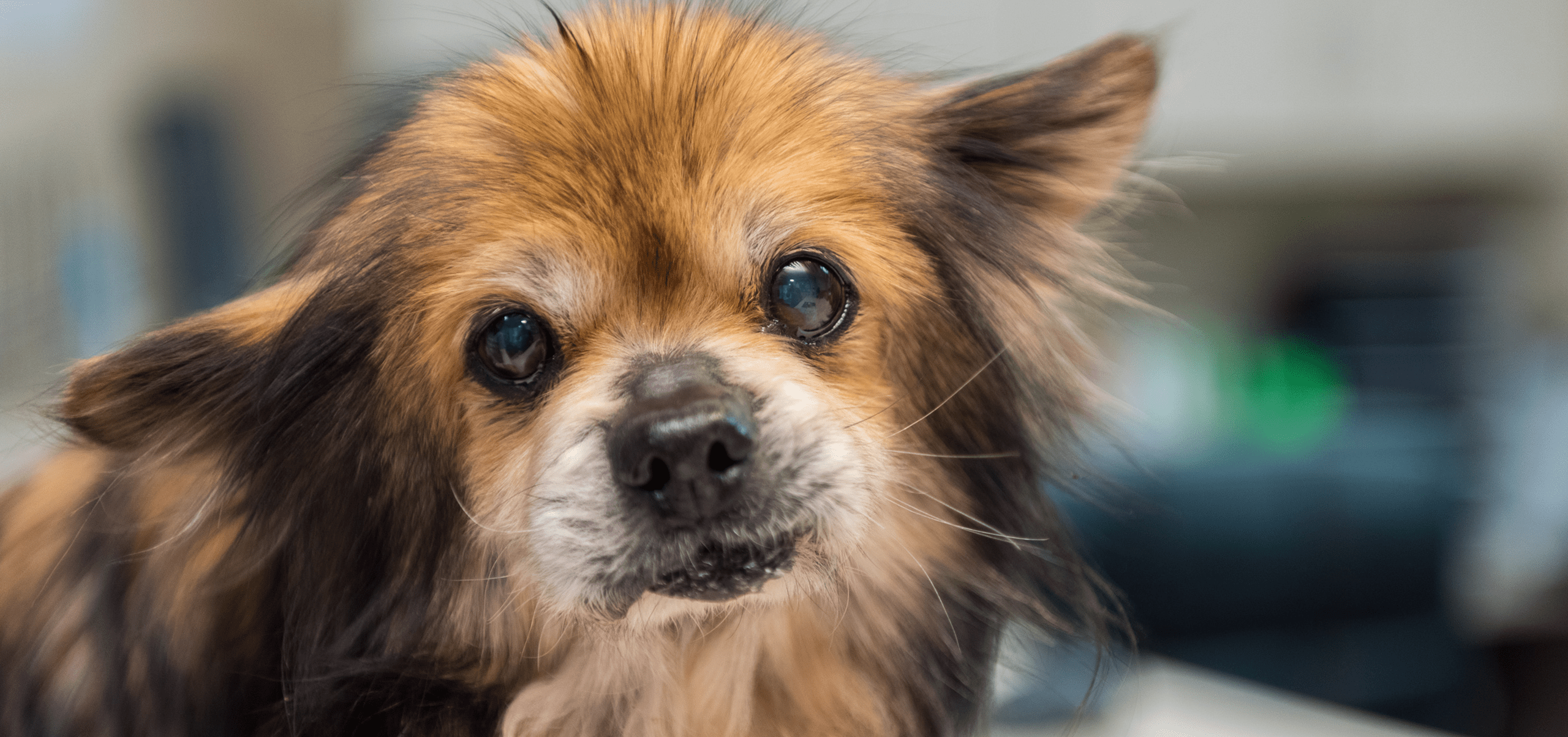 Humane Society For Hamilton County