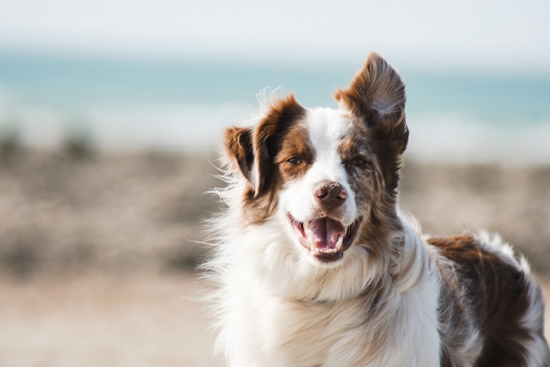 County of Santa Clara Animal Services