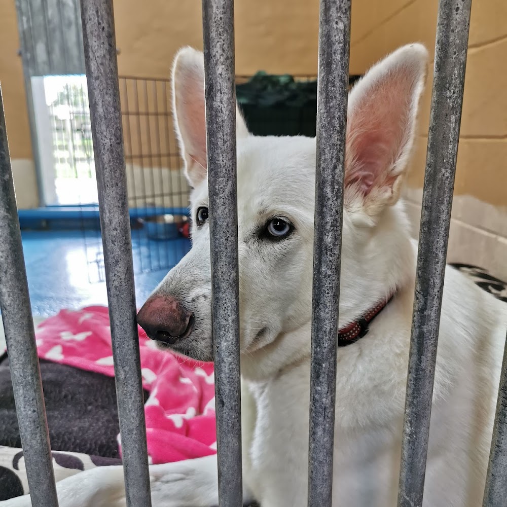 Newcastle Dog and Cat Shelter