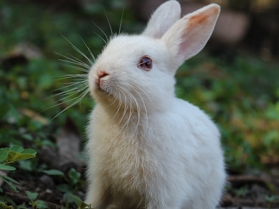 Everybunny Counts Rabbit Rescue