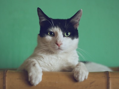 Colony Cats Adoption Center