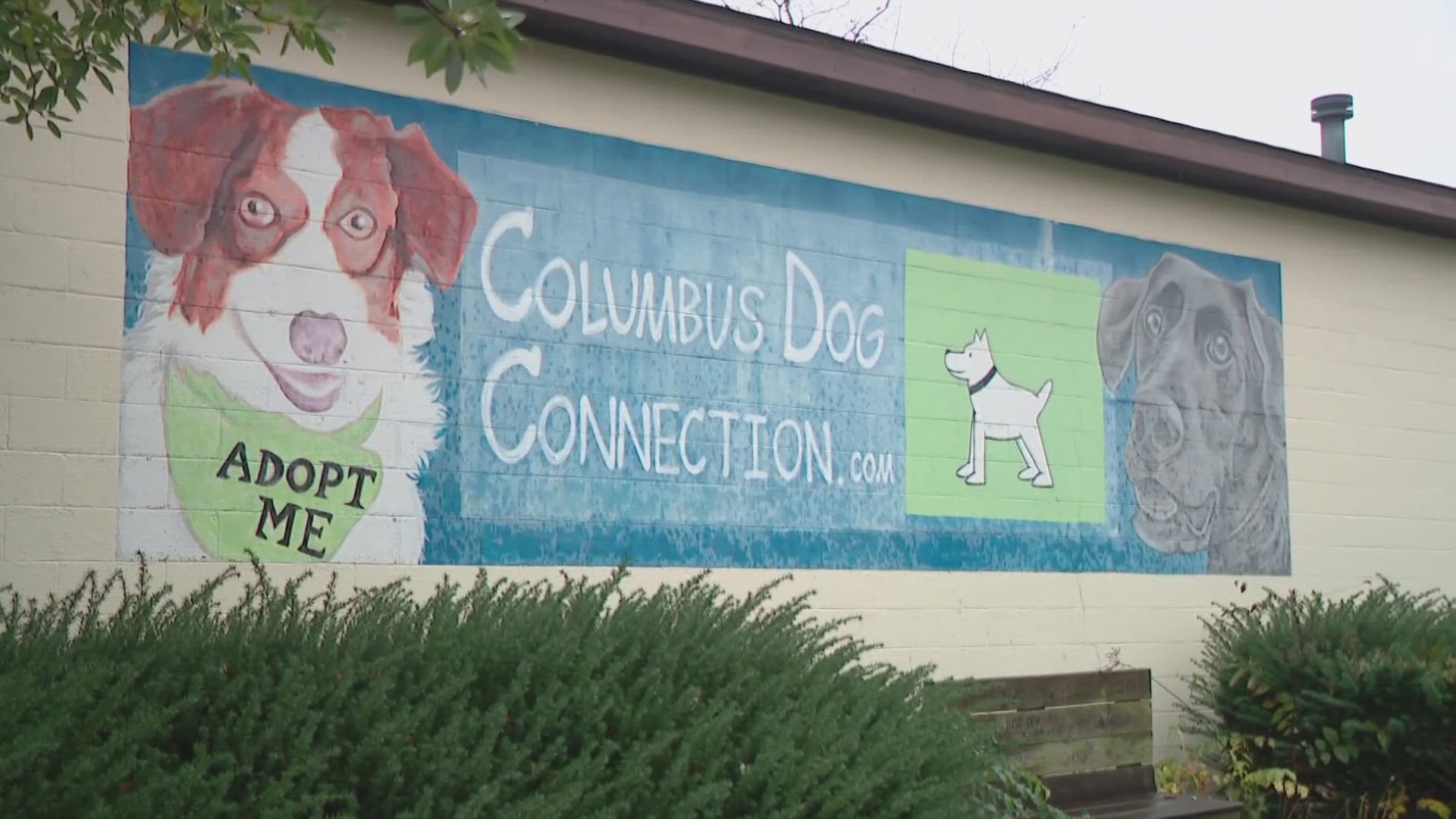 Columbus Dog Connection