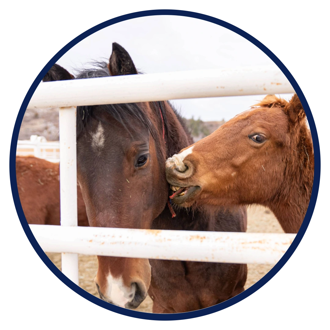 Humane Colorado: Home Page