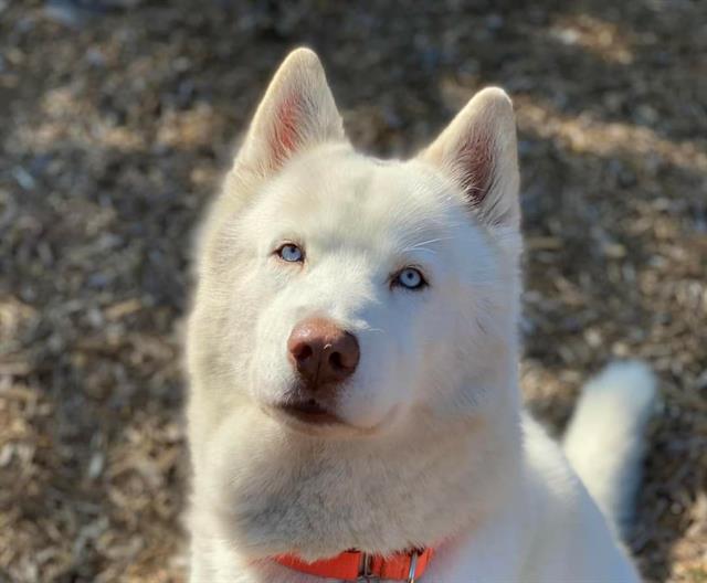 The Humane Society for Tacoma & Pierce County: Home