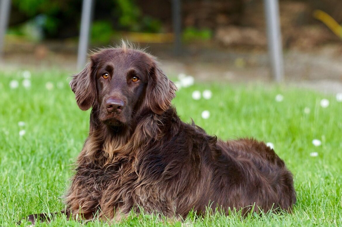 Top Dog Breeds for New Owners
