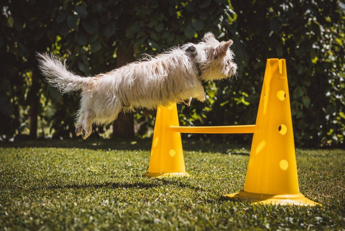 Mastering the Pack: Secrets to Training Multiple Dogs Simultaneously at Home
