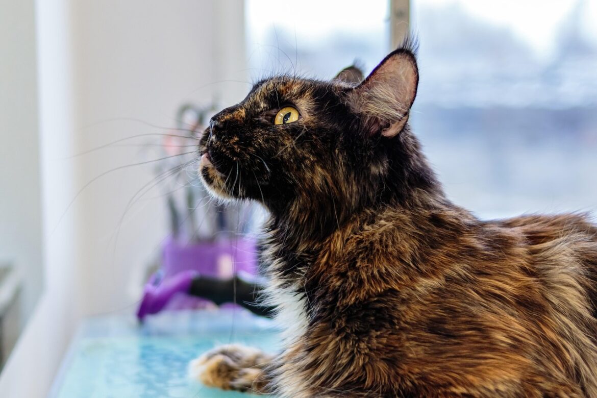 Top Strategies for Flea Prevention in Pets