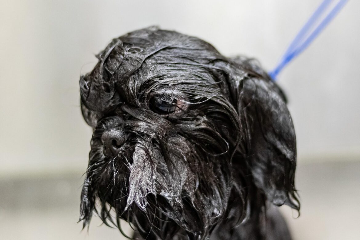 Optimal Dog Bathing Frequency: How Often Should You Wash Your Furry Friend?